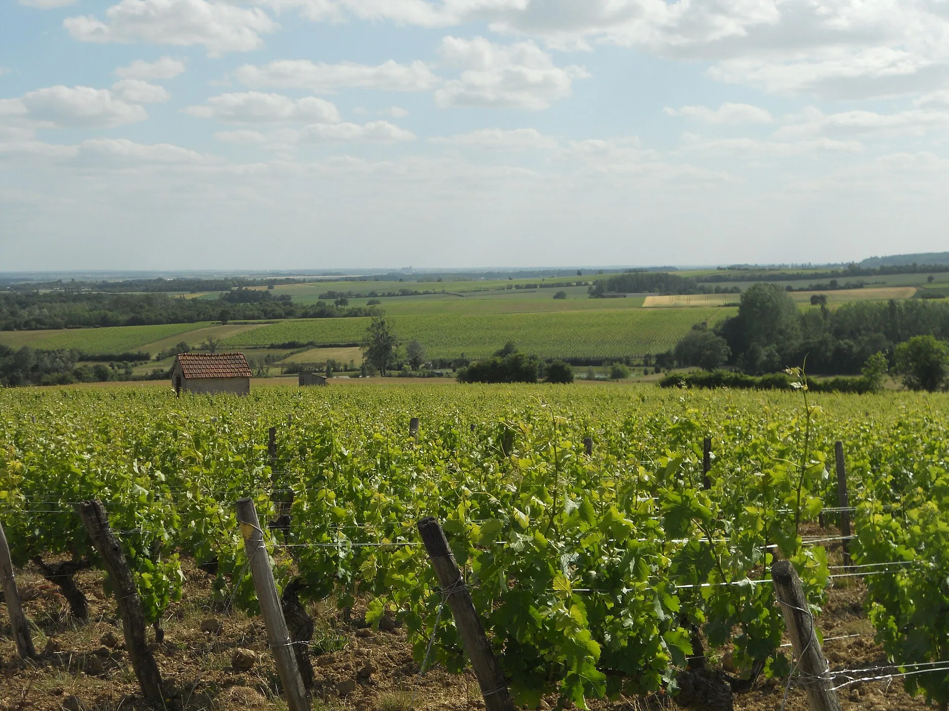 Vignes du Centre-Loire et cabanon de vigne (photo d'illustration)