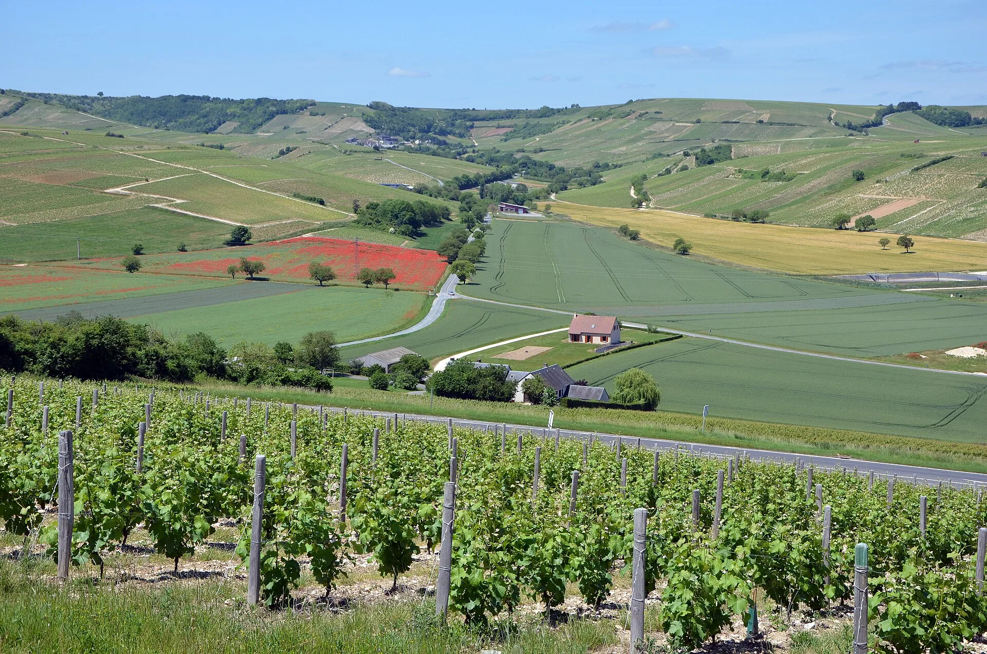 Coteaux de vignes et coquelicots du Centre-Loire (photo d'illustration)